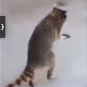 Meet your Posher, Heidi